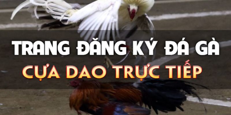 Trang đăng ký đá gà cựa dao trực tiếp uy tín 