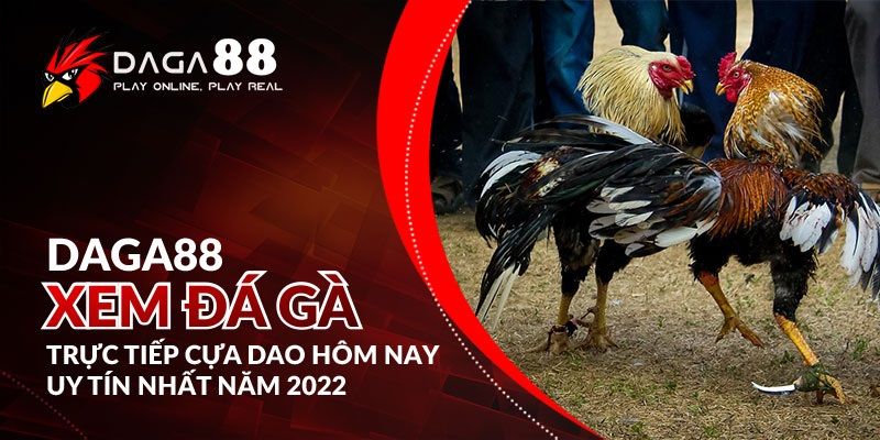 Đá gà cựa dao trực tiếp hấp dẫn nhất
