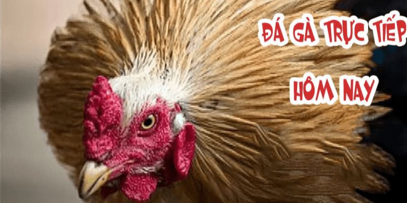 Trang đăng ký đá gà cựa dao trực tiếp