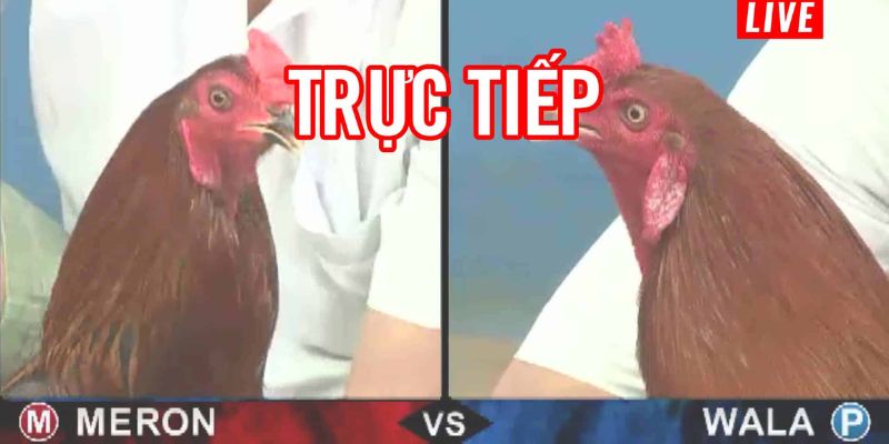 Trang đăng ký đá gà cựa dao trực tiếp Daga88