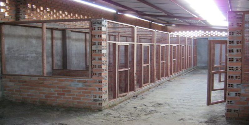 Kinh nghiệm làm trang trại nuôi gà