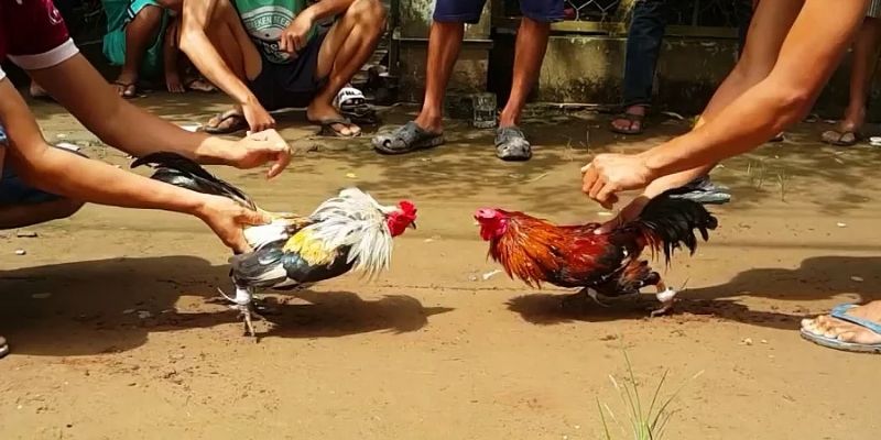 Xem đá gà cựa dao Daga88