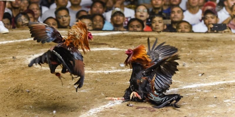Cách chơi đá gà cựa dao