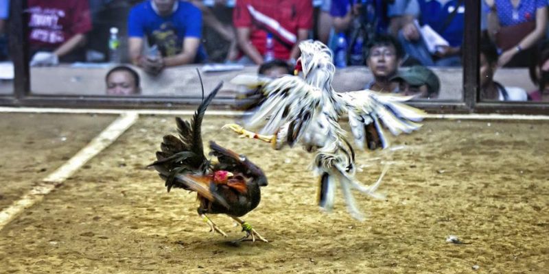 lưu ý khi trực tiếp đá gà cựa sắt