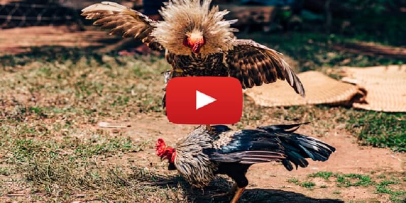 trực tiếp đá gà cựa sắt hôm nay