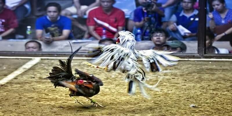 trực tiếp đá gà cựa sắt hôm nay