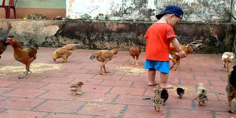 phương pháp nuôi gà cựa sắt
