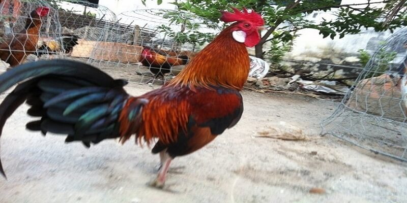 phương pháp nuôi gà cựa sắt