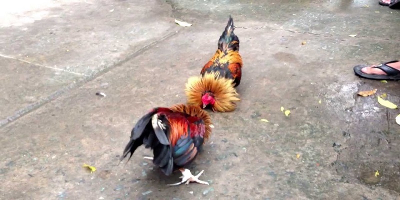 Trực tiếp đá gà tre