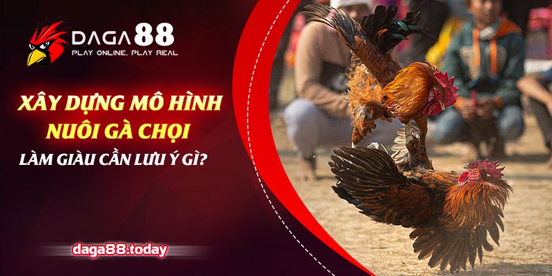 Xây dựng mô hình nuôi gà chọi làm giàu