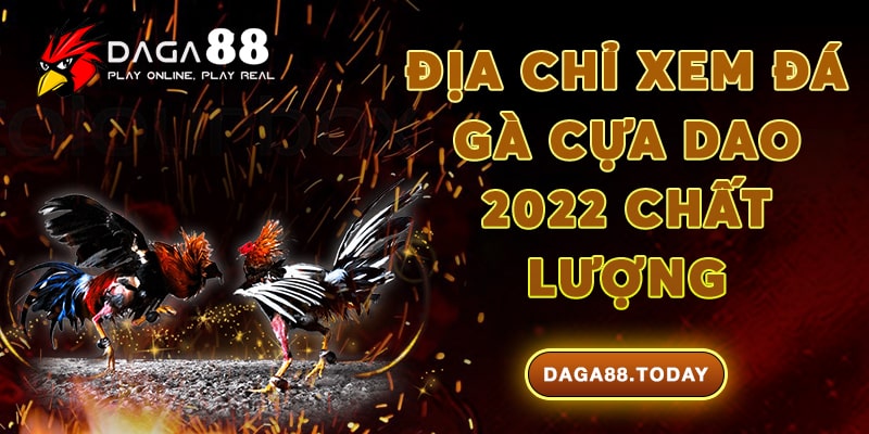 Địa chỉ xem đá gà cựa dao 2022 chất lượng - Daga88