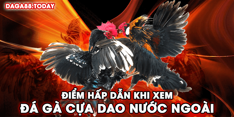 Điểm hấp dẫn khi xem đá gà cựa dao nước ngoài