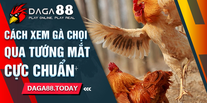 Cách Xem Gà Chọi Qua Tướng Mắt Cực Chuẩn 