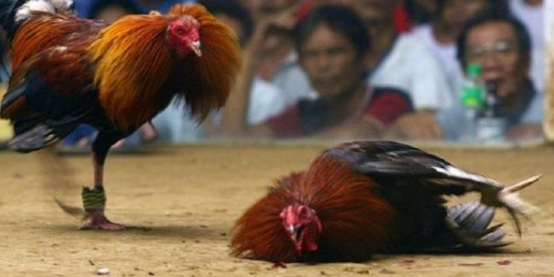 đá gà cựa sắt ăn tiền