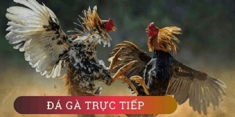 đá gà cựa sắt campuchia 2022
