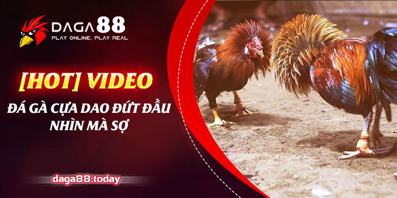[HOT] Video Đá Gà Cựa Dao Đứt Đầu Nhìn Mà Sợ
