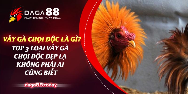 Vảy Gà Chọi Độc Là Gì? Top 3 Loại Vảy Gà Chọi Độc Đáo