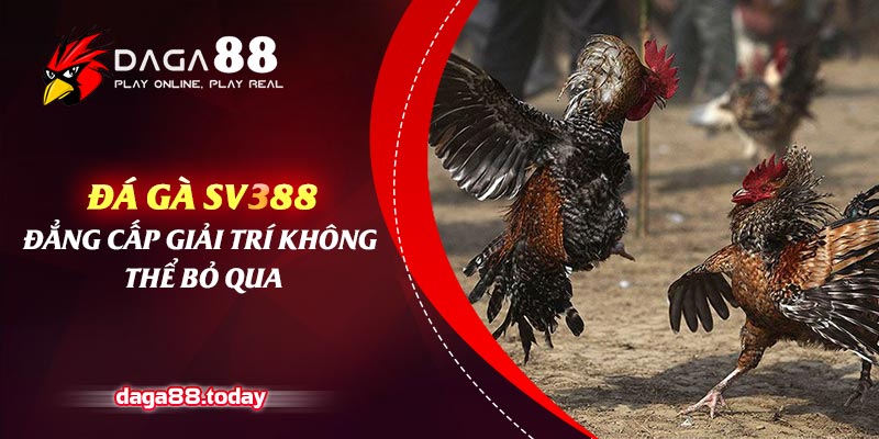 Đá Gà SV388 - Đẳng Cấp Giải Trí Không Thể Bỏ Qua
