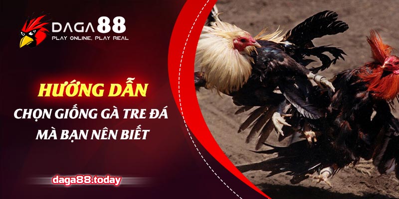 Hướng Dẫn Chọn Giống Gà Tre Đá Mà Bạn Nên Biết