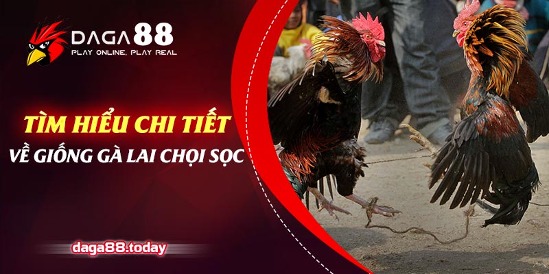 Tìm Hiểu Chi Tiết Về Giống Gà Lai Chọi Sọc