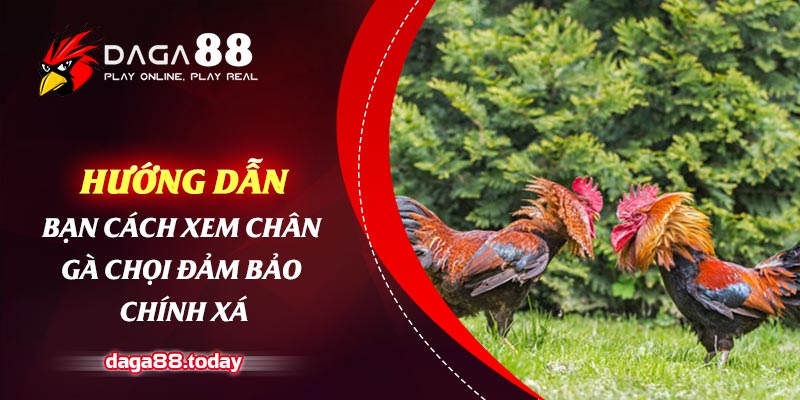 Hướng Dẫn Bạn Cách Xem Chân Gà Chọi Đảm Bảo Chính Xác