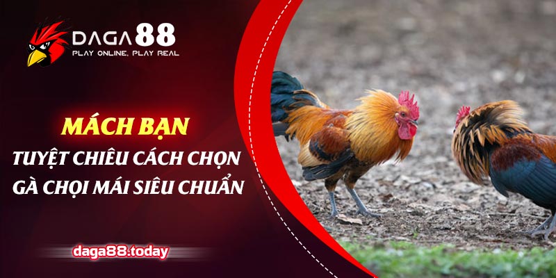 Mách Bạn Tuyệt Chiêu Cách Chọn Gà Chọi Mái Siêu Chuẩn
