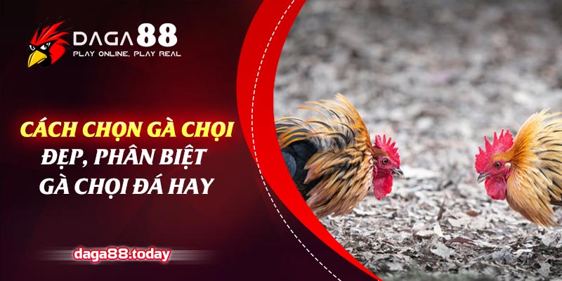 Cách Chọn Gà Chọi Đẹp, Phân Biệt Gà Chọi Đá Hay