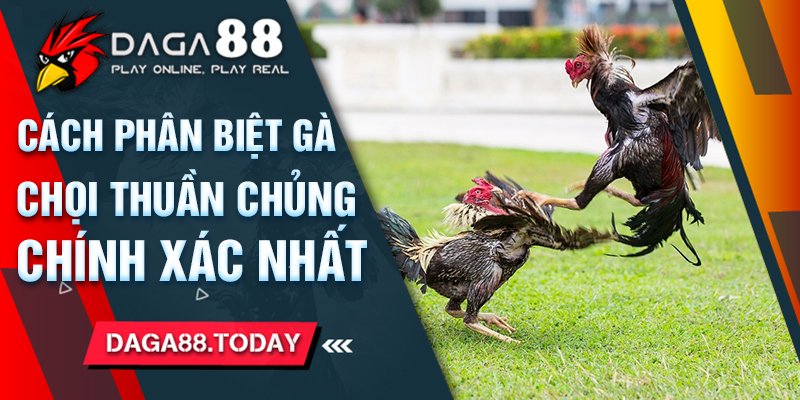 Cách Phân Biệt Gà Chọi Thuần Chủng Chính Xác Nhất 
