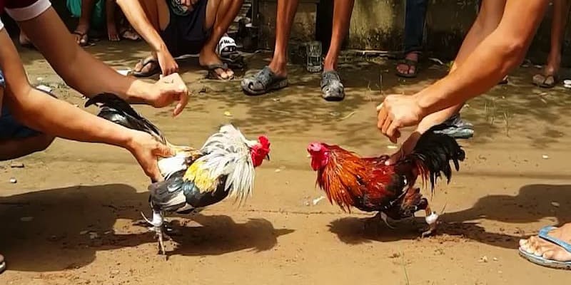 Gà Đồng Tháp có nhiều ưu điểm
