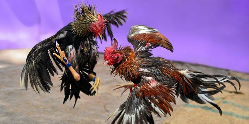 đá gà cựa sắt ăn tiền