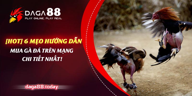 Hướng Dẫn Mua Gà Đá Trên Mạng Chi Tiết Nhất!