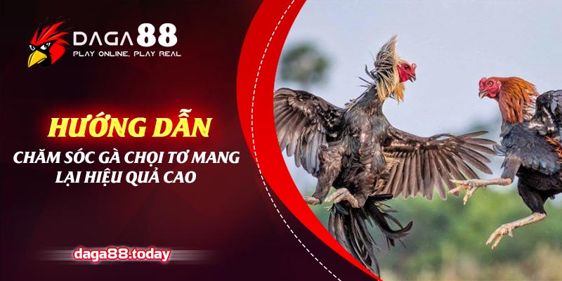 Hướng Dẫn Chăm Sóc Gà Chọi Tơ Mang Lại Hiệu Quả Cao