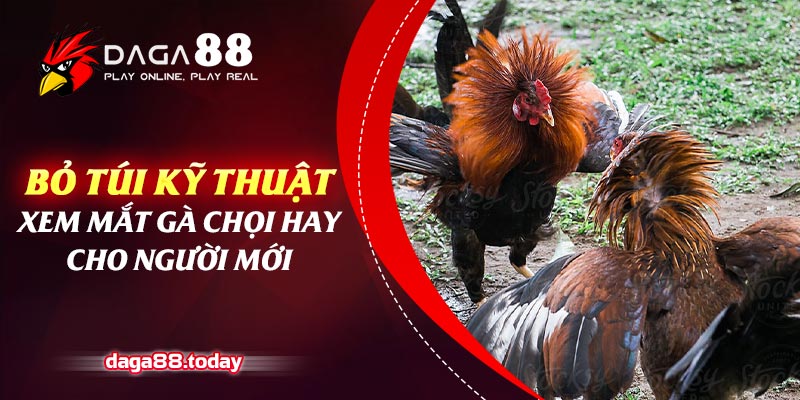 Bỏ Túi Kỹ Thuật Xem Mắt Gà Chọi Hay Cho Người Mới 