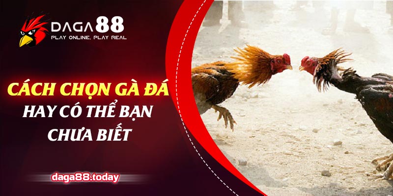 Cách Chọn Gà Đá Hay Có Thể Bạn Chưa Biết