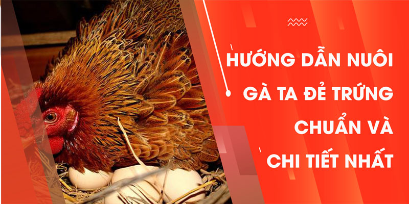 Trực tiếp đá gà Thomo hôm nay nhanh nhất phát ở đâu?