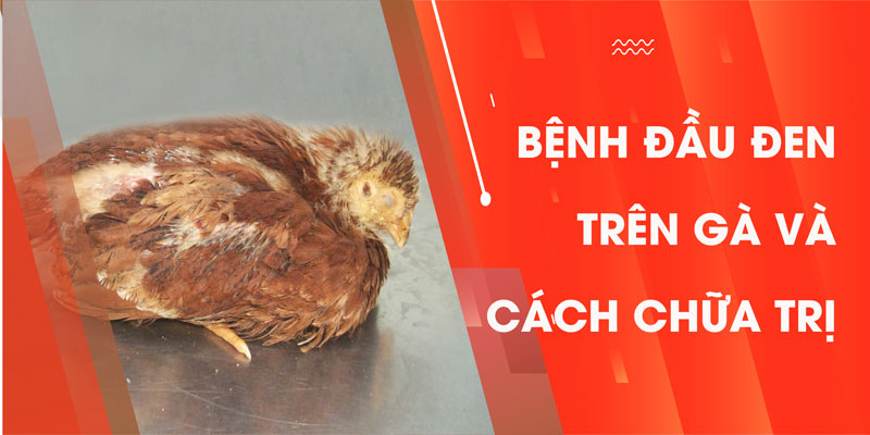 Bệnh Đầu Đen Trên Gà Và Cách Chữa Trị Hiệu Quả Nhất Hiện Nay