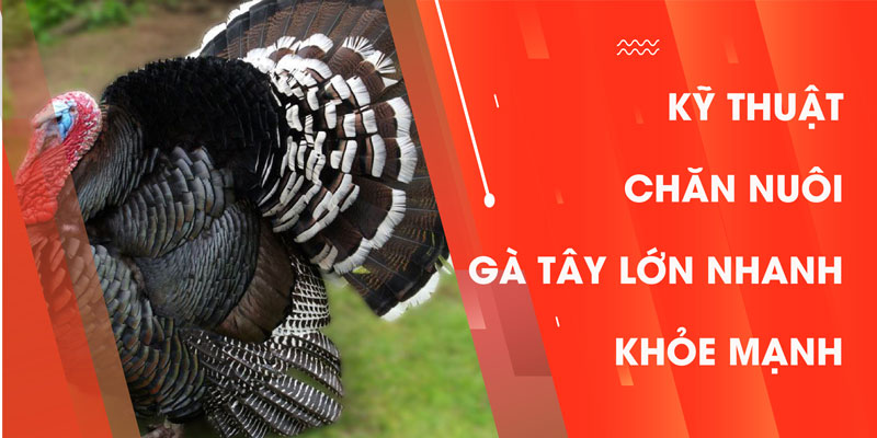 Kỹ thuật chăn nuôi gà tây lớn nhanh, khỏe mạnh