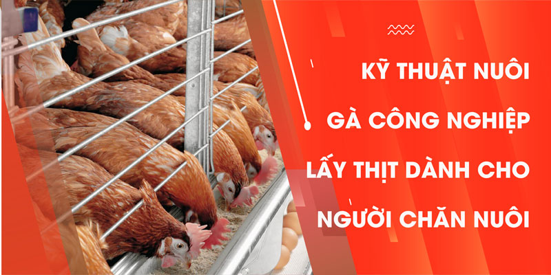 Kỹ thuật nuôi gà công nghiệp lấy thịt dành cho người chăn nuôi!