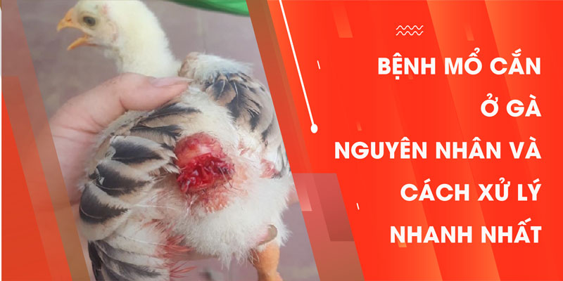 Bệnh mổ cắn ở gà - Nguyên nhân và cách xử lý nhanh nhất!