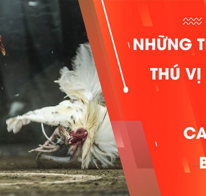Những Thông Tin Thú Vị Về Đá Gà Trực Tiếp Campuchia Bình Luận 
