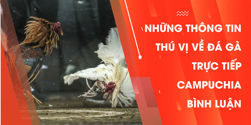 Những Thông Tin Thú Vị Về Đá Gà Trực Tiếp Campuchia Bình Luận 