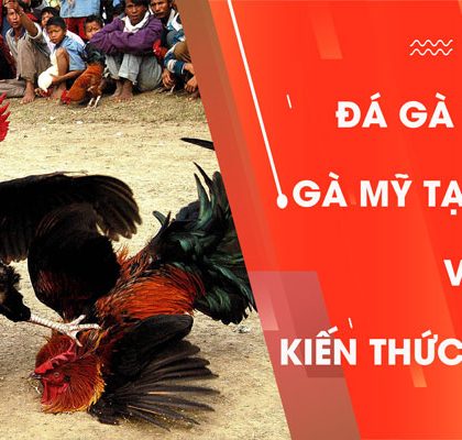 Đá Gà Trực Tiếp Gà Mỹ Tại Daga88 Và Những Kiến Thức Cần Biết