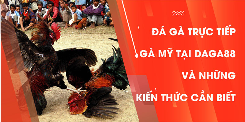 Đá Gà Trực Tiếp Gà Mỹ Tại Daga88 Và Những Kiến Thức Cần Biết