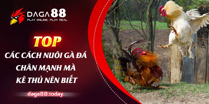 Top Các Cách Nuôi Gà Đá Chân Mạnh Mà Kê Thủ Nên Biết