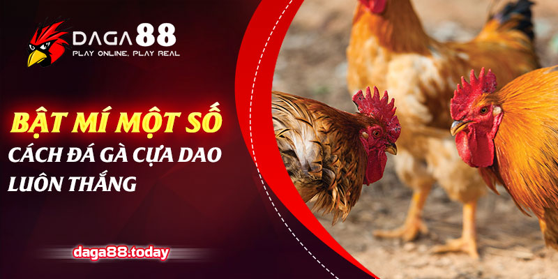 Bật Mí 5 Cách Đá Gà Cựa Dao Luôn Thắng