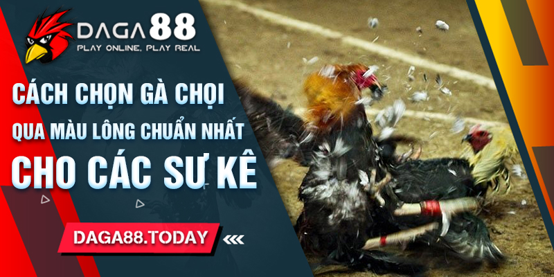 Cách Chọn Gà Chọi Qua Màu Lông Chuẩn Nhất Cho Các Sư Kê 