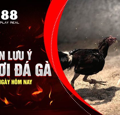3 Điều Cần Lưu Ý Khi Chơi Đá Gà Trực Tiếp Thomo Ngày Hôm Nay