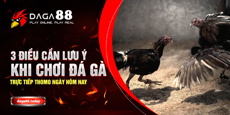 3 Điều Cần Lưu Ý Khi Chơi Đá Gà Trực Tiếp Thomo Ngày Hôm Nay