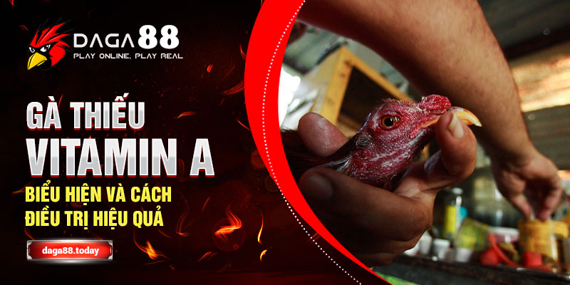 Gà Thiếu Vitamin A - Biểu Hiện Và Cách Điều Trị Hiệu Quả