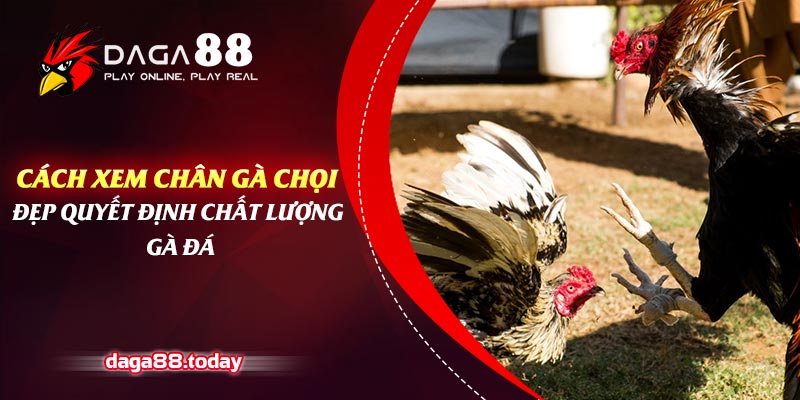 Cách Xem Chân Gà Chọi Đẹp Quyết Định Chất Lượng Gà Đá